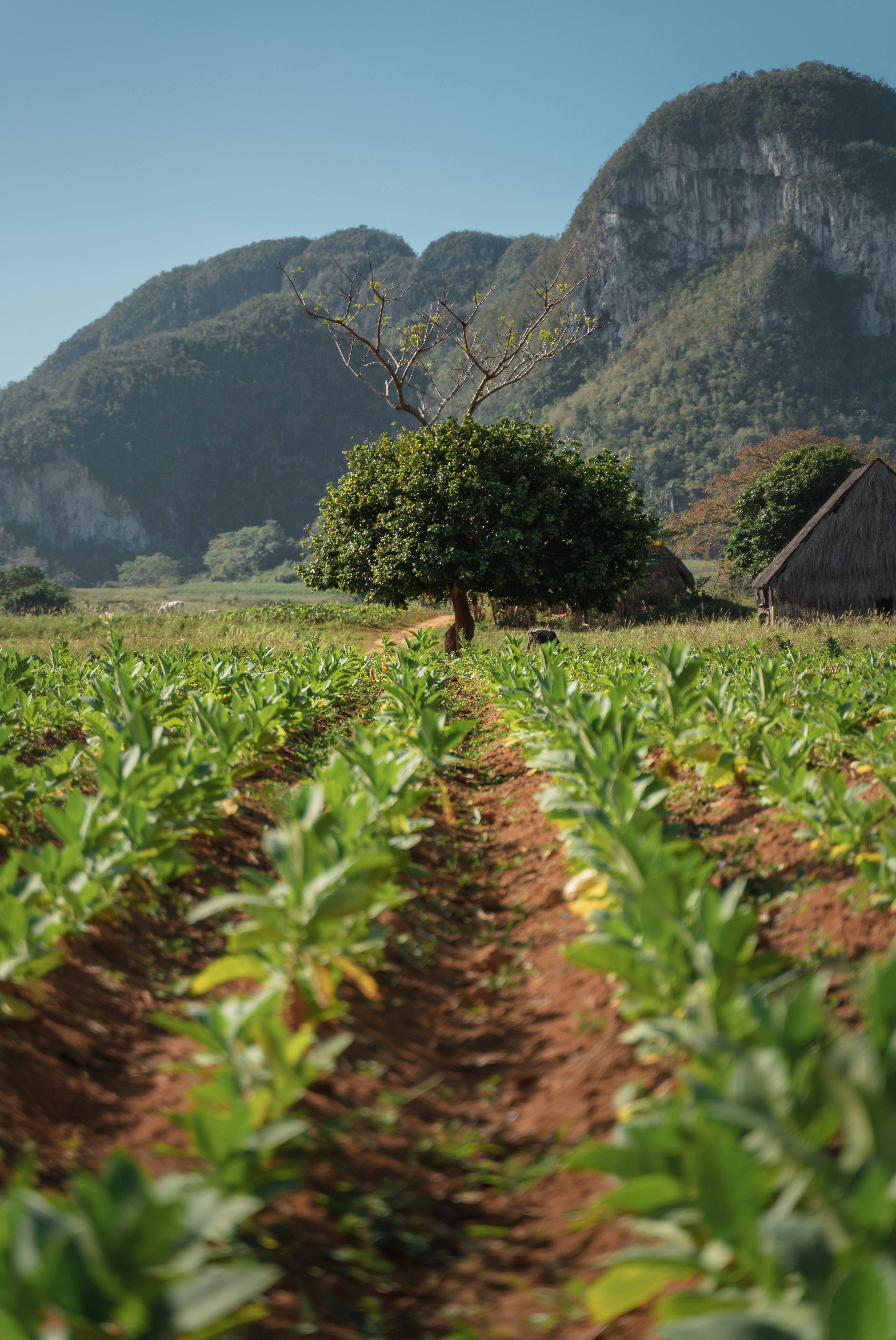 Sustainable Agriculture